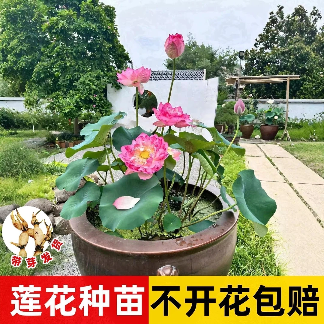 大型观赏荷花种食用藕苗莲藕种苗盆栽碗莲莲藕根种植荷花苗莲花苗