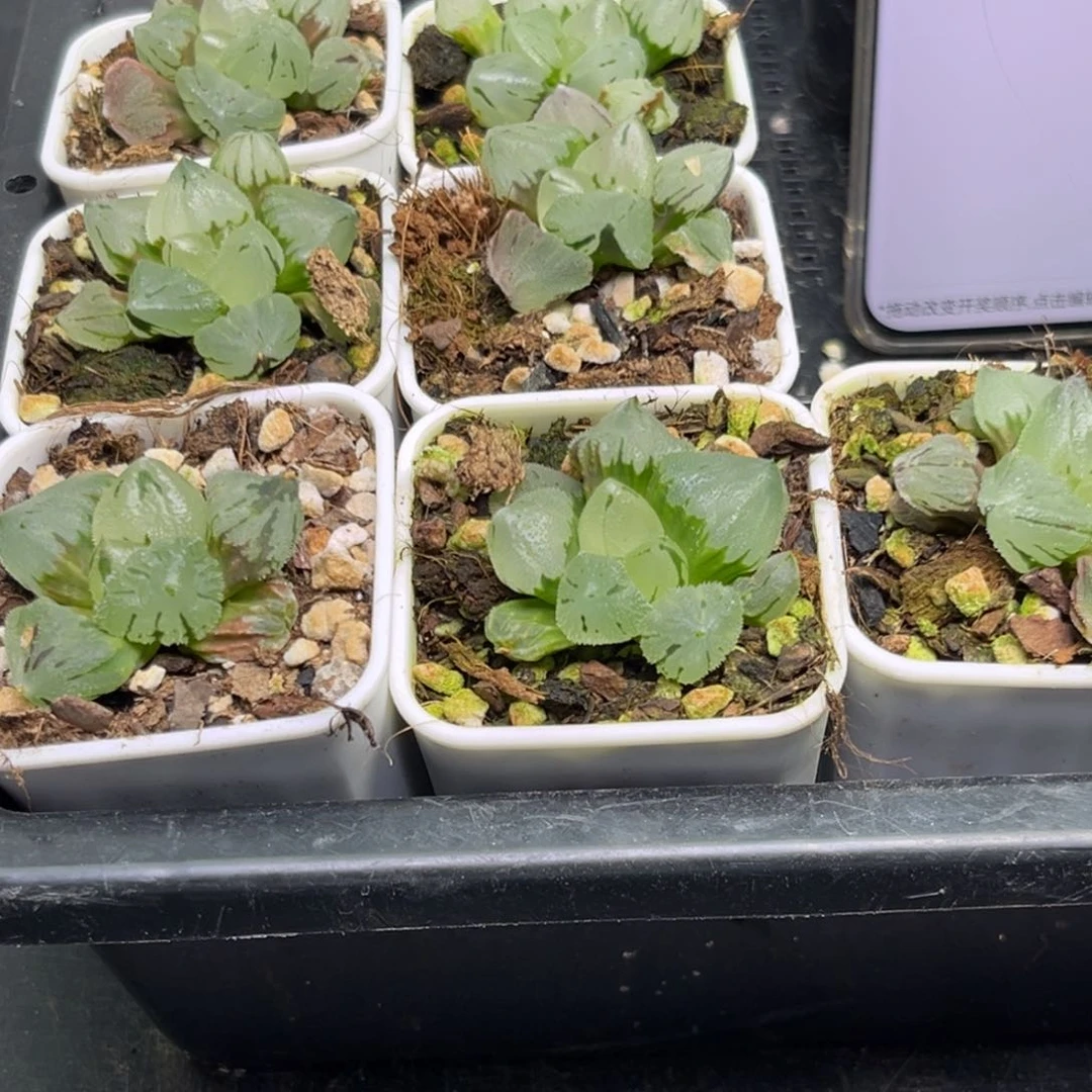 冰玉鸾随机发一颗