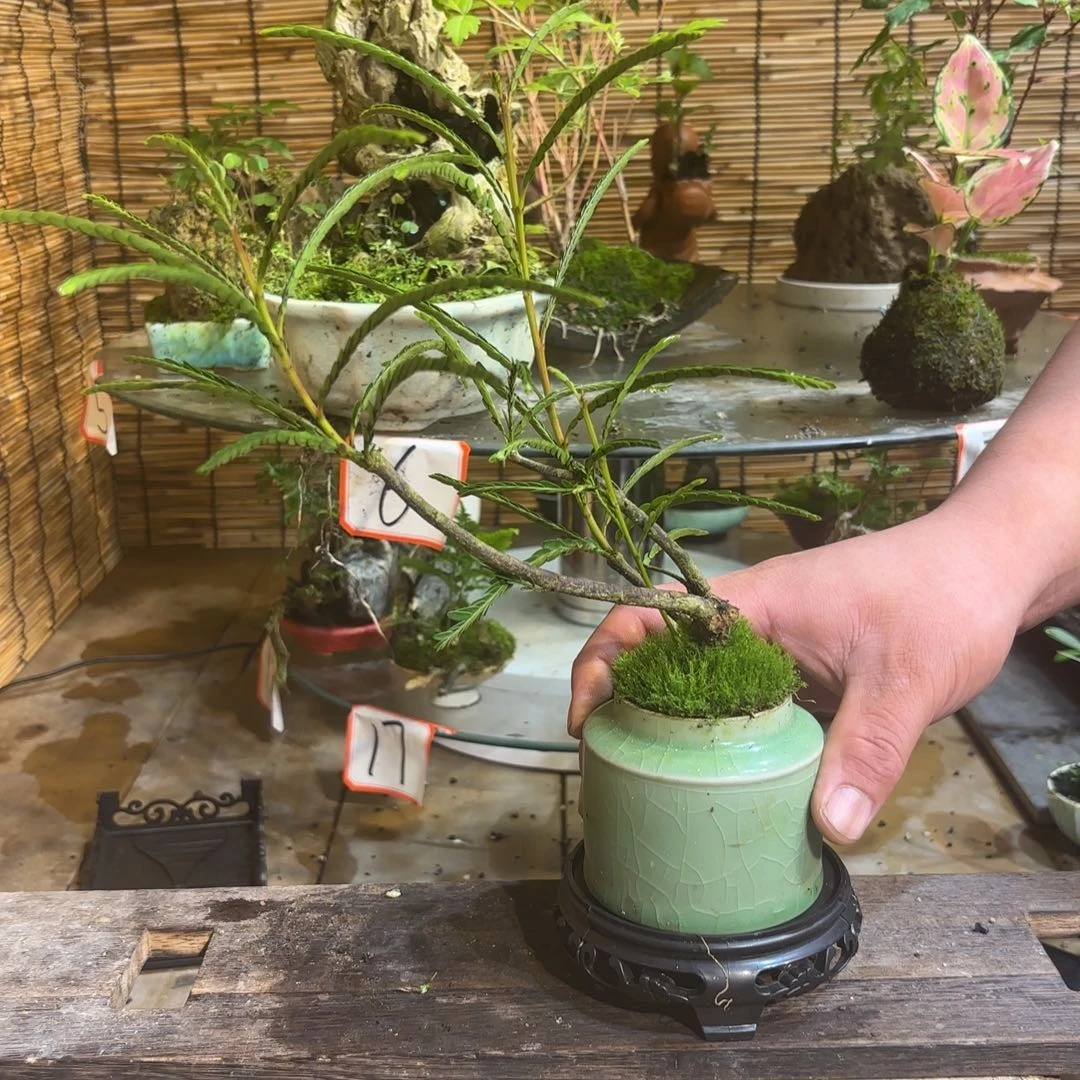 无花朵P***T退款拉黑 一物一拍 40