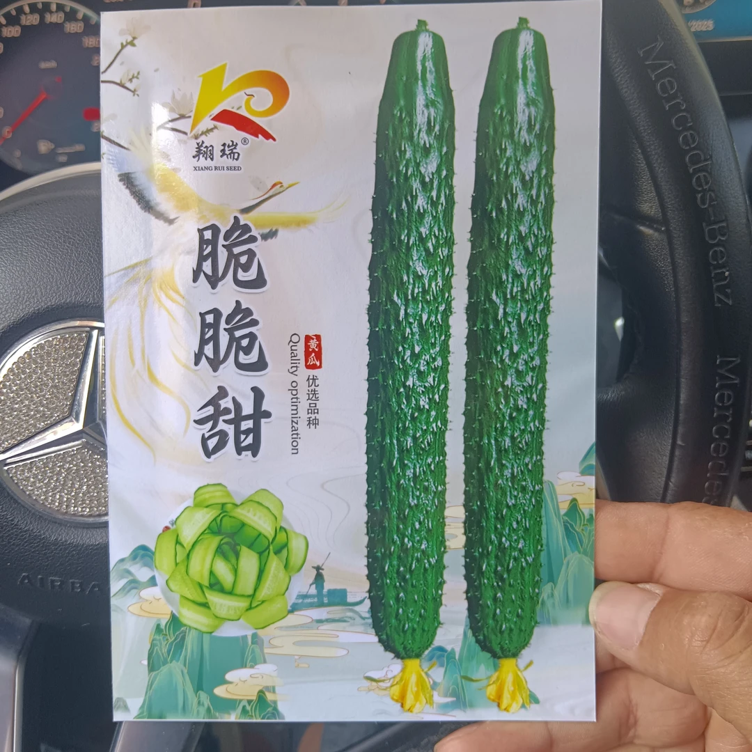 3#抗病耐旱黄瓜种子绿皮甜脆节节有瓜