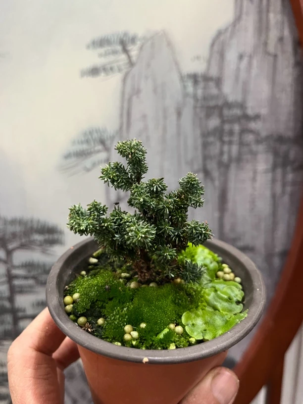 日本进口品种石化桧雅（叶片如雪花漂亮，稀少品种，一物一拍