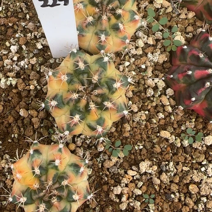 227-0118波西米亚泰国发货多肉