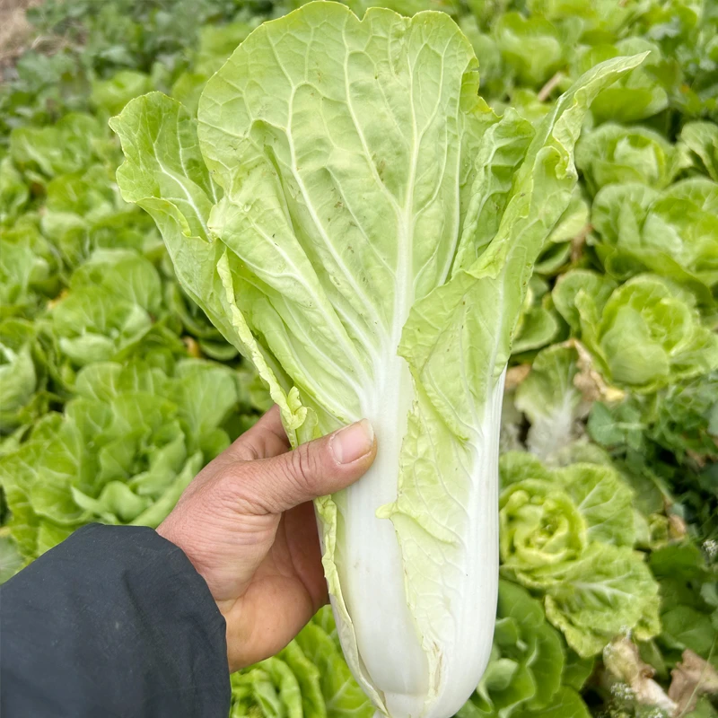3斤新鲜菊花白菜苔湖北时令蔬菜青菜