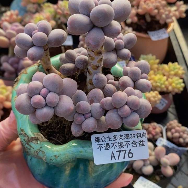 香水手指奶9cm776多肉植物