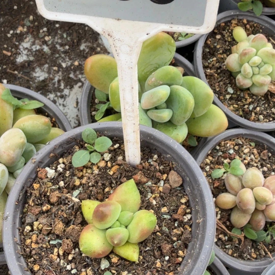 l***.多肉植物漂亮单头639