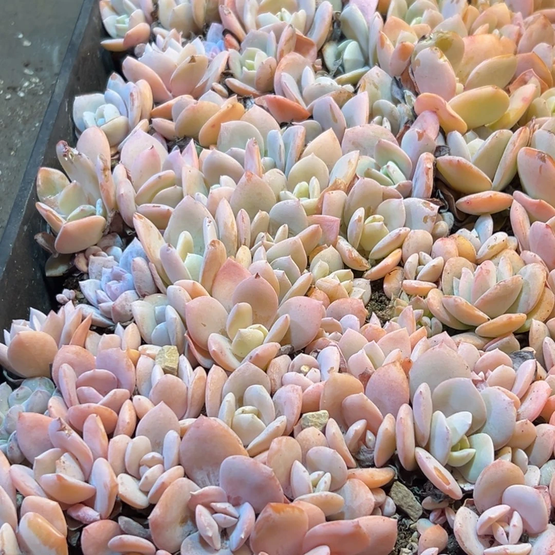 224方法非常纯粹vv