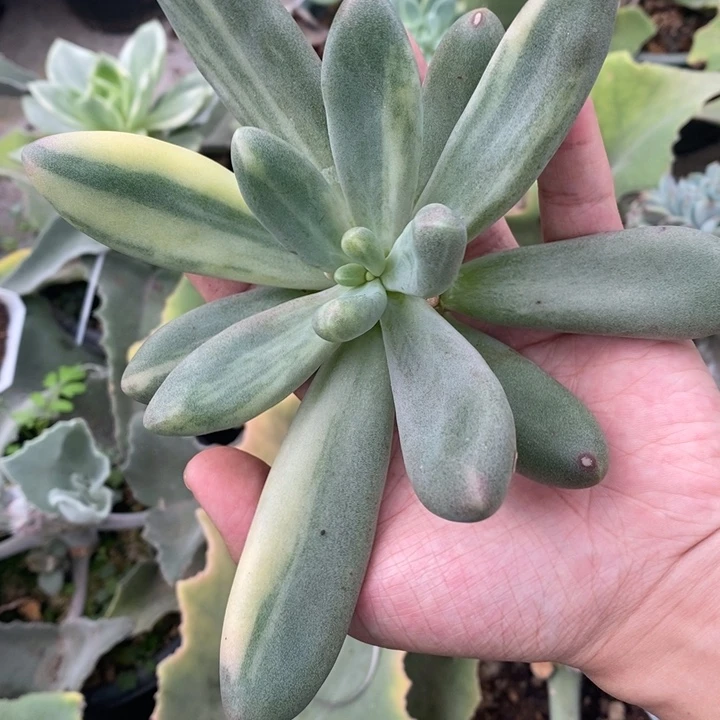 ?****?福利糖果多肉锦