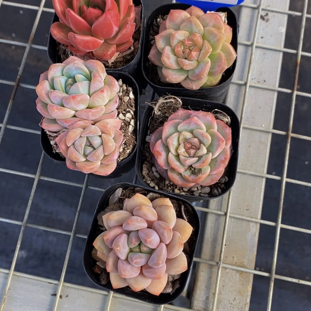 75-精品美肉高端货五个