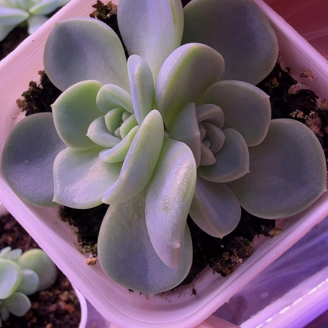 甜心2909叶插苗一物一拍