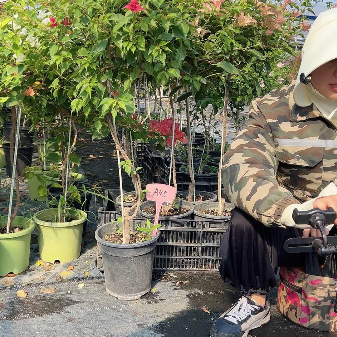 当前无花栽培后可以开花A45黑盆原生棒棒糖一颗，29.9