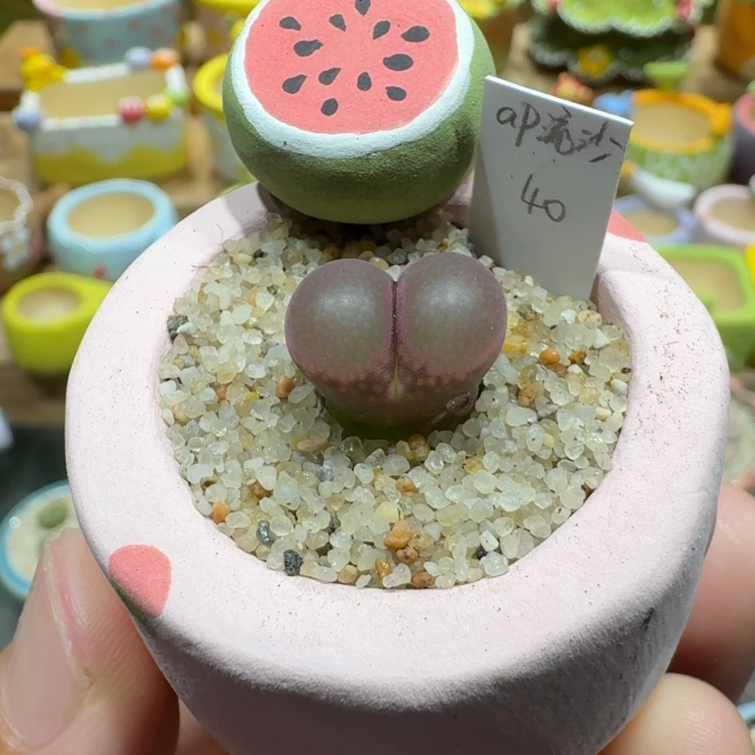 蘑菇1012ap流沙风铃多肉植物