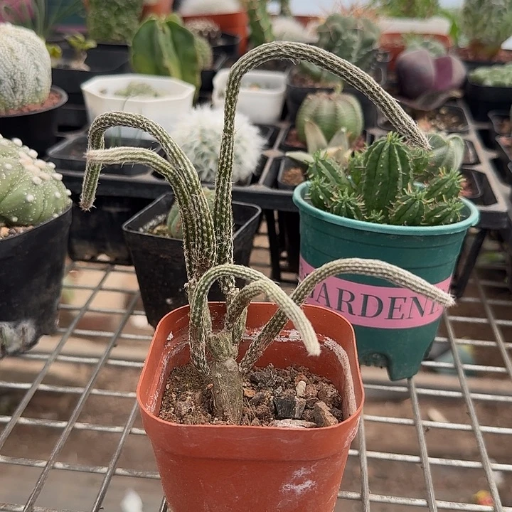 银柳多头生1仙人球