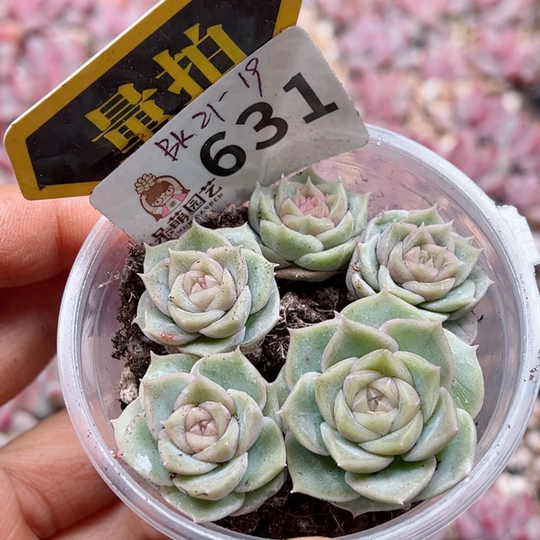 多肉植物多肉植物