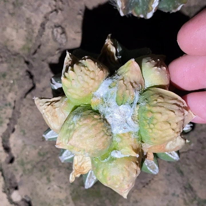 草球接长叶怒涛锦