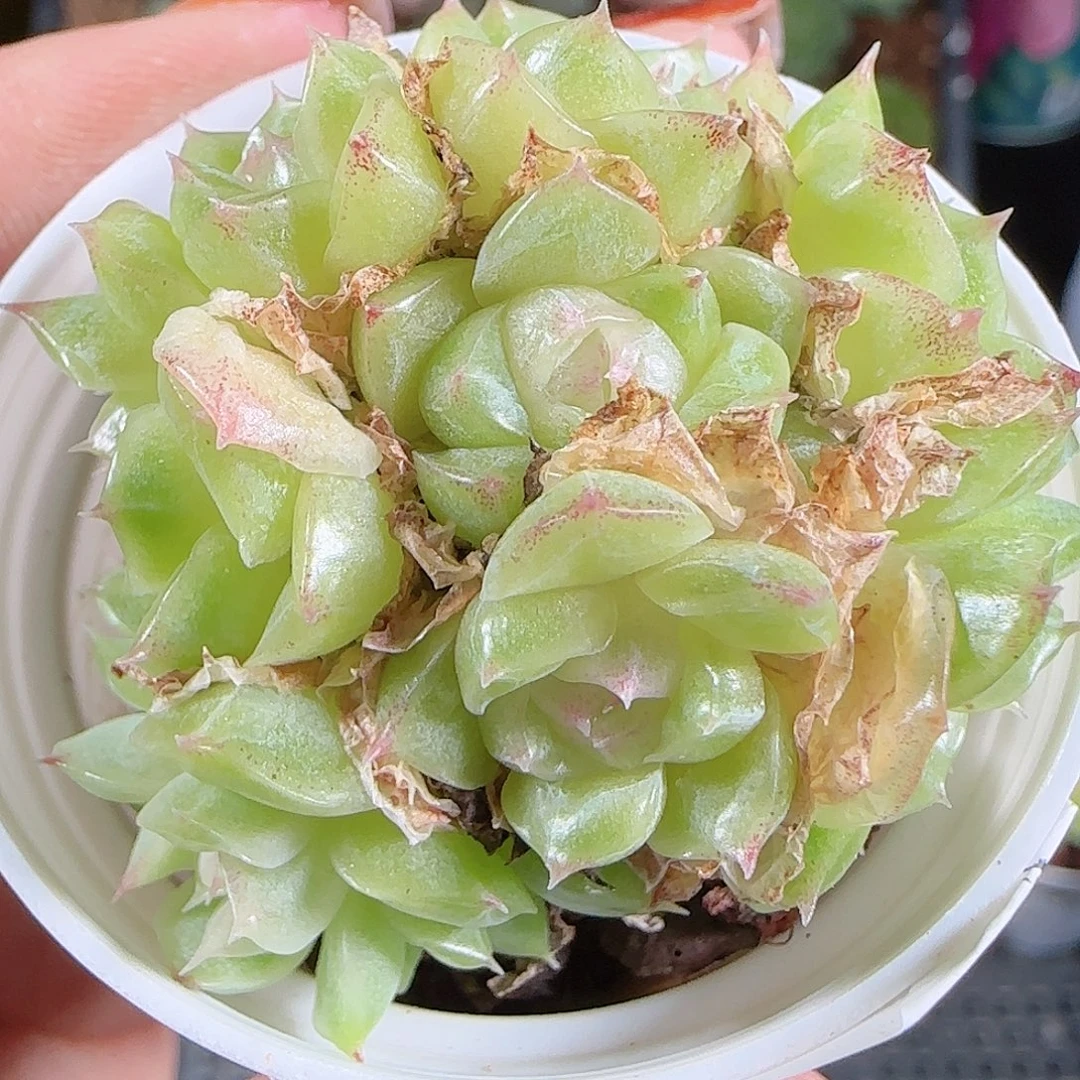 1024--305麦秆不包整