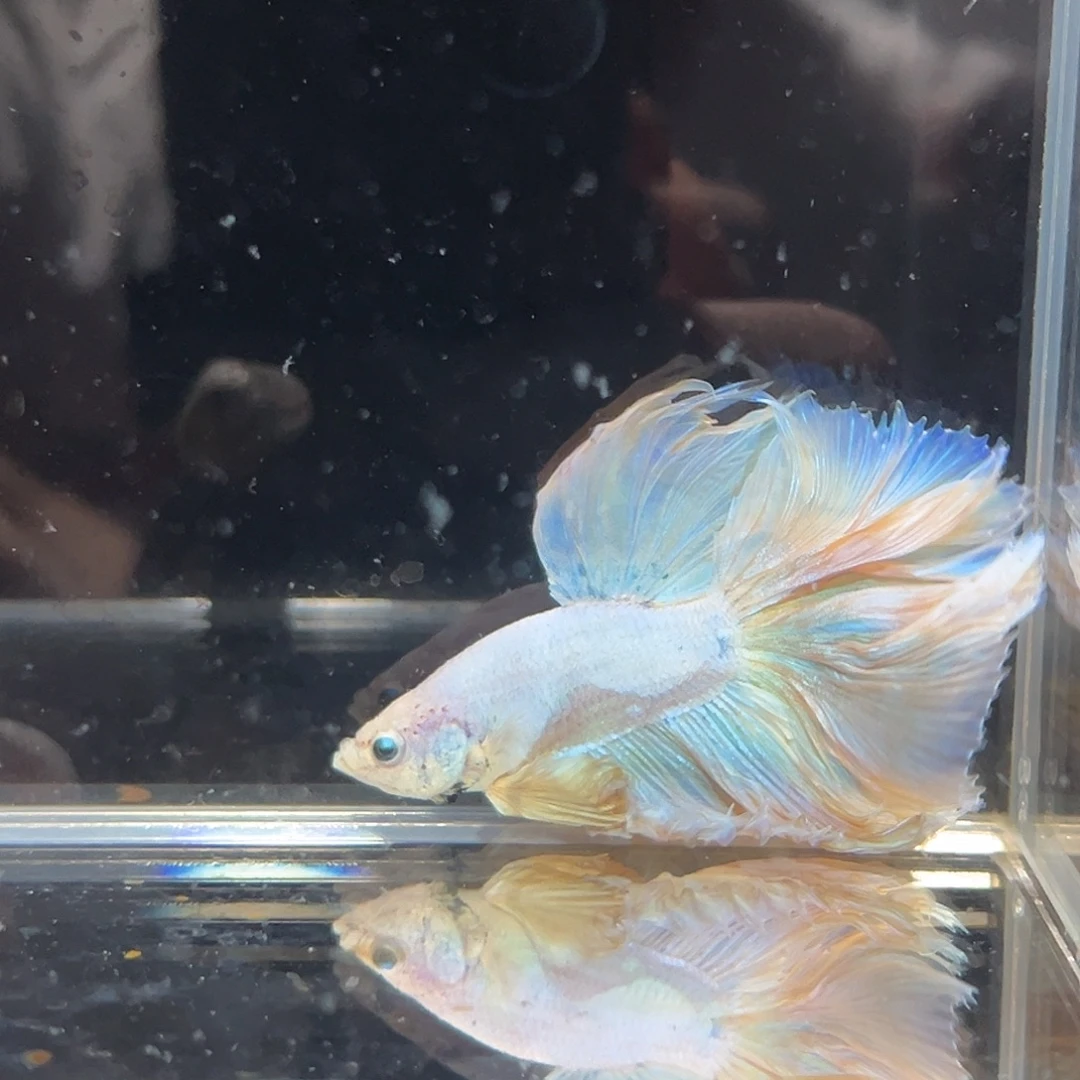 斗鱼27号特价清货仅限今晚