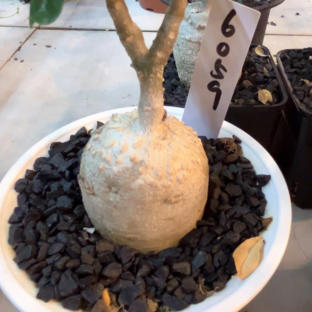 潮流植物火星人，6059