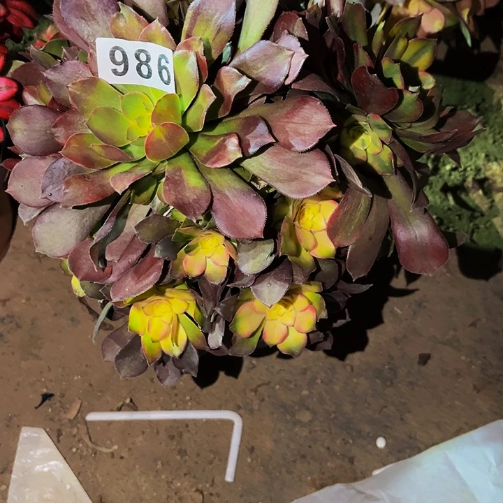 986香妃多肉植物处理不售后