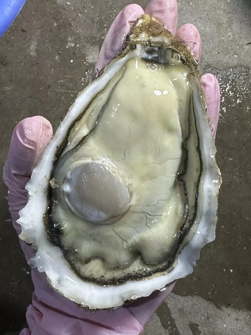 《勤勤生蚝》带壳蚝头广东省内包邮顺丰蚝花鲜活G