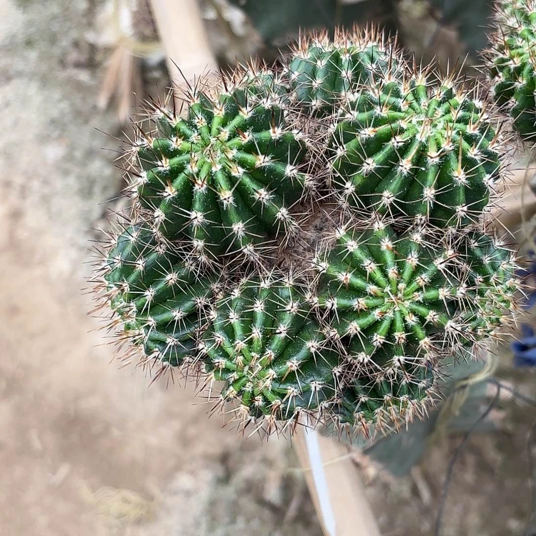 桃花落彩3-4彩侧牙20包邮仙人球