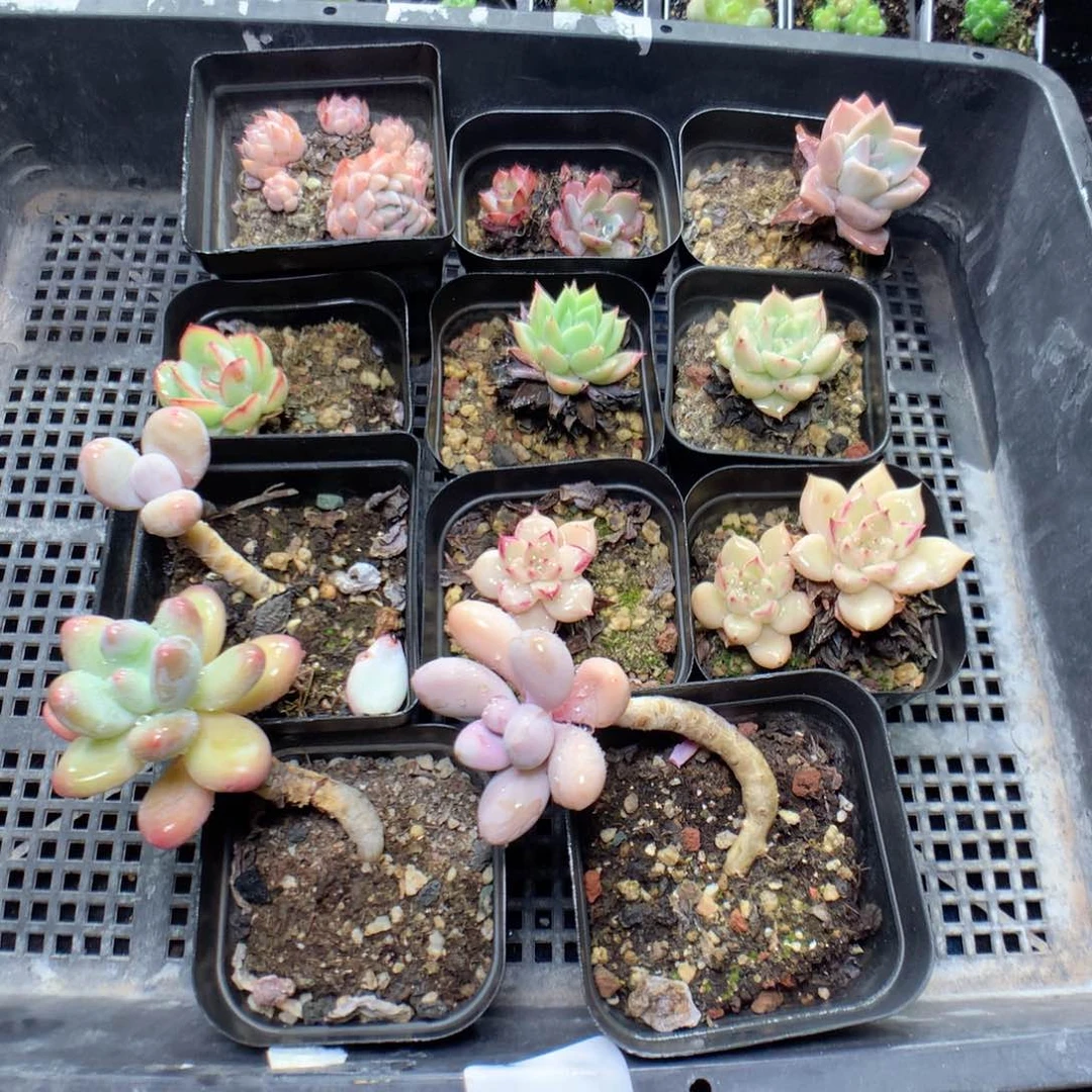 无花朵Q13月英语英语英语英语