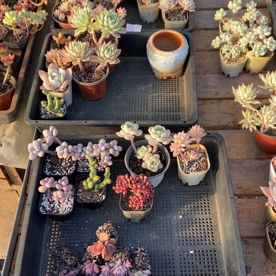 1054号花13个 香香公主