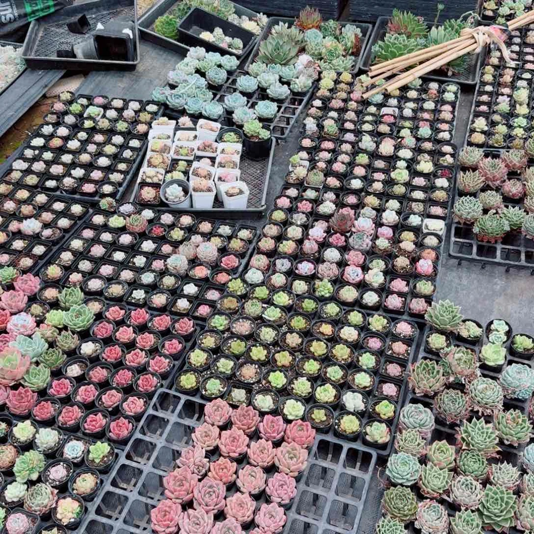 多肉杂交清货三十颗量拍5-52