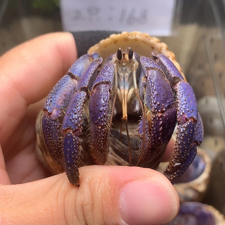 2.8口径奔跑的寄居蟹15