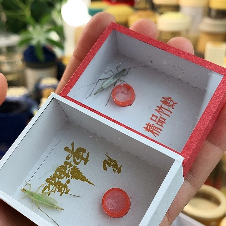 一只全品紫竹➕短须柬埔寨竹蛉