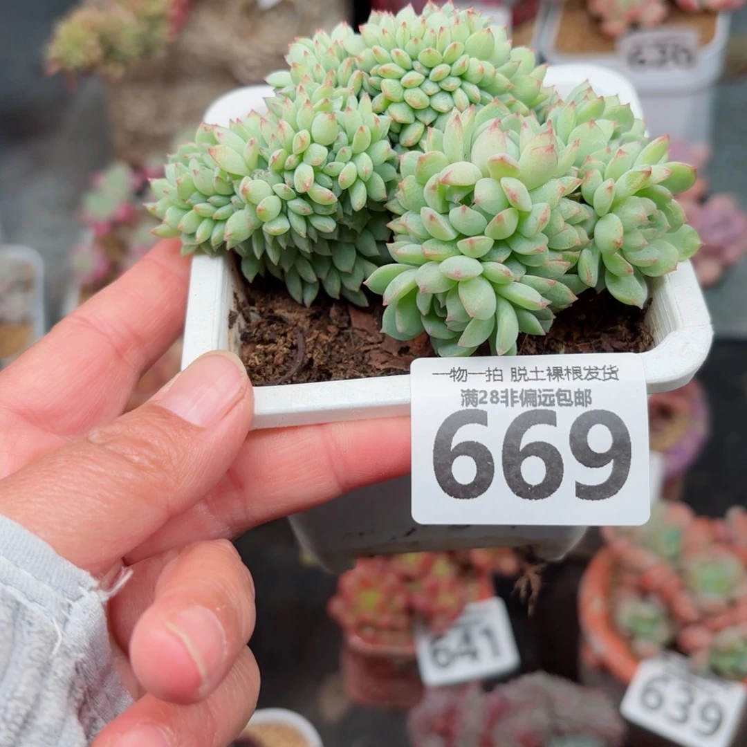 小粉梅缀无盆土发货