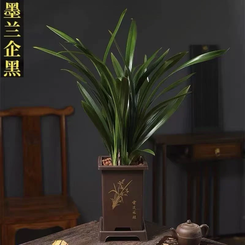 墨兰企黑 浓香好养古风花盆栽好6-8株苗室内阳台兰花盆栽