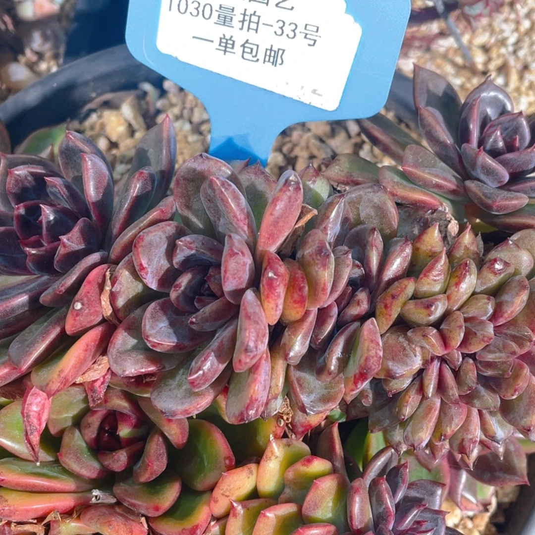 1030-33-紫薇缀化一颗