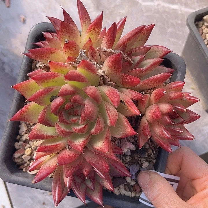 红枫2824多肉植物