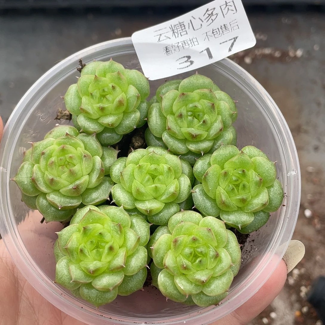 云糖心多肉植物317