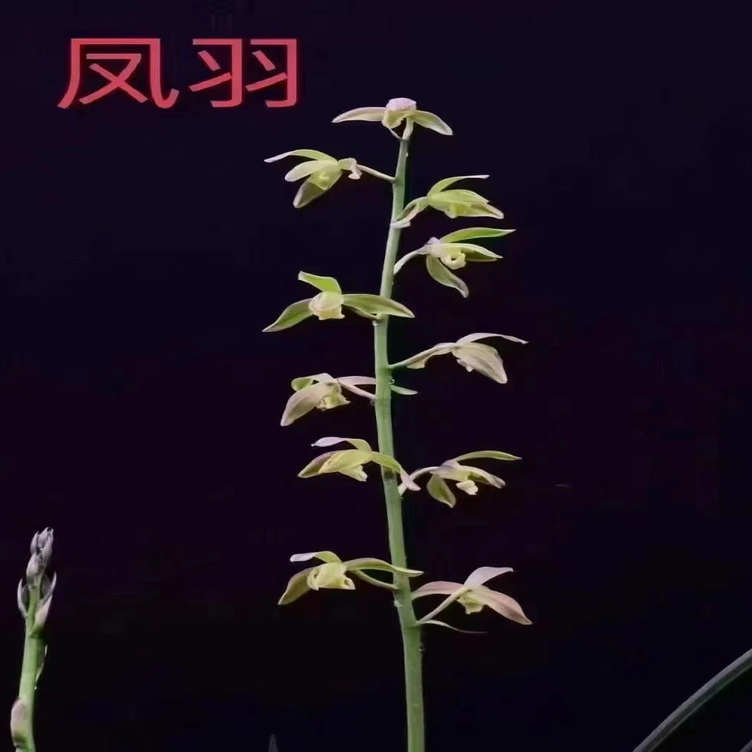 蕙兰 凤羽 自然棚壮苗