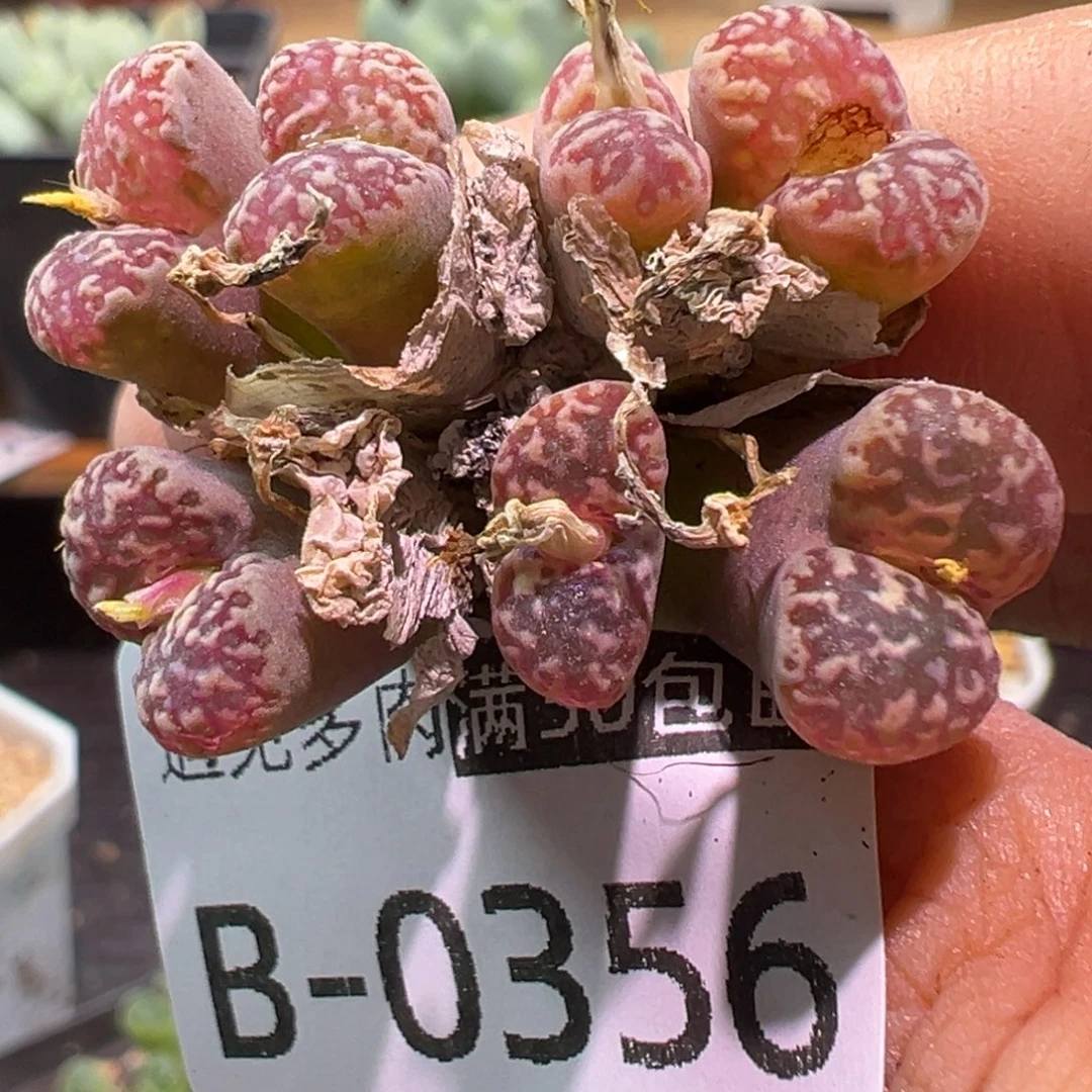 多肉植物111111111111