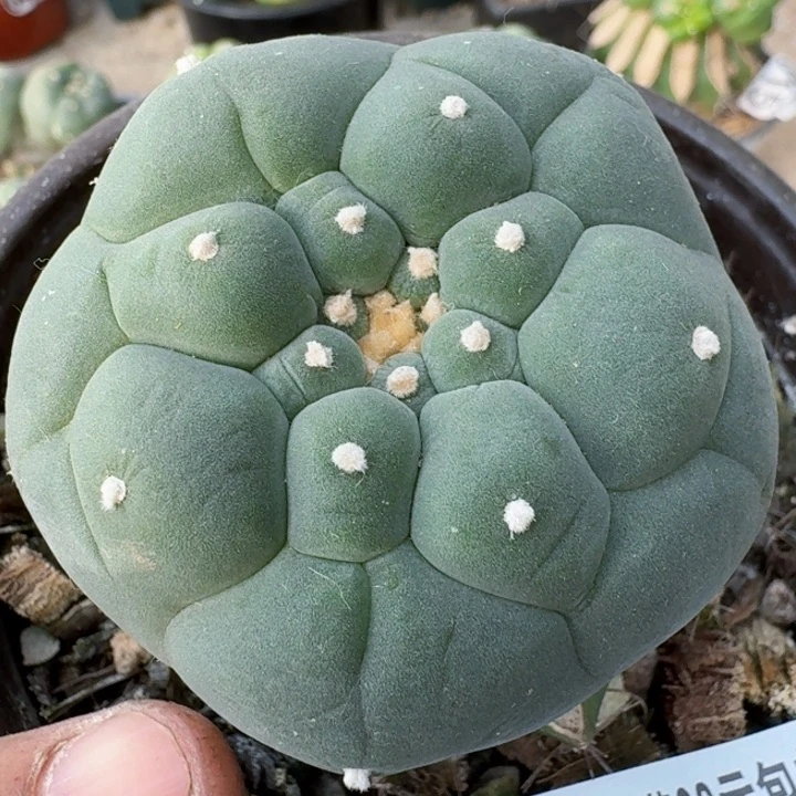 福利苗接大尤489