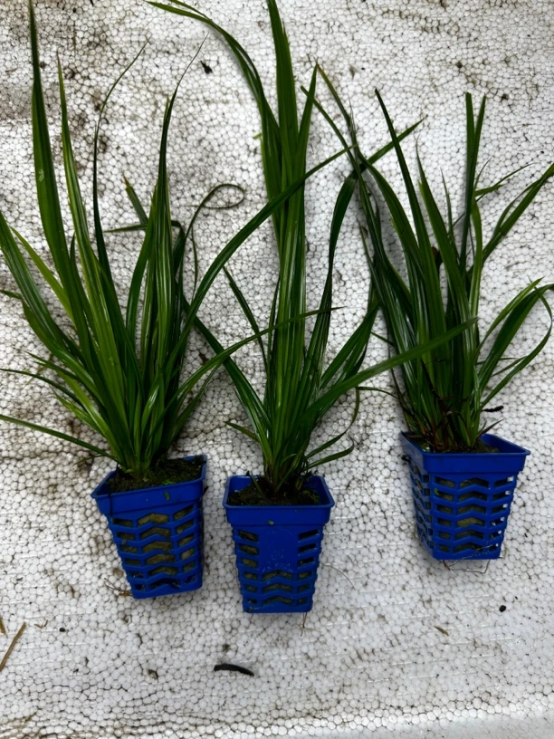 泰国水剑水草鱼缸造景阴性水草