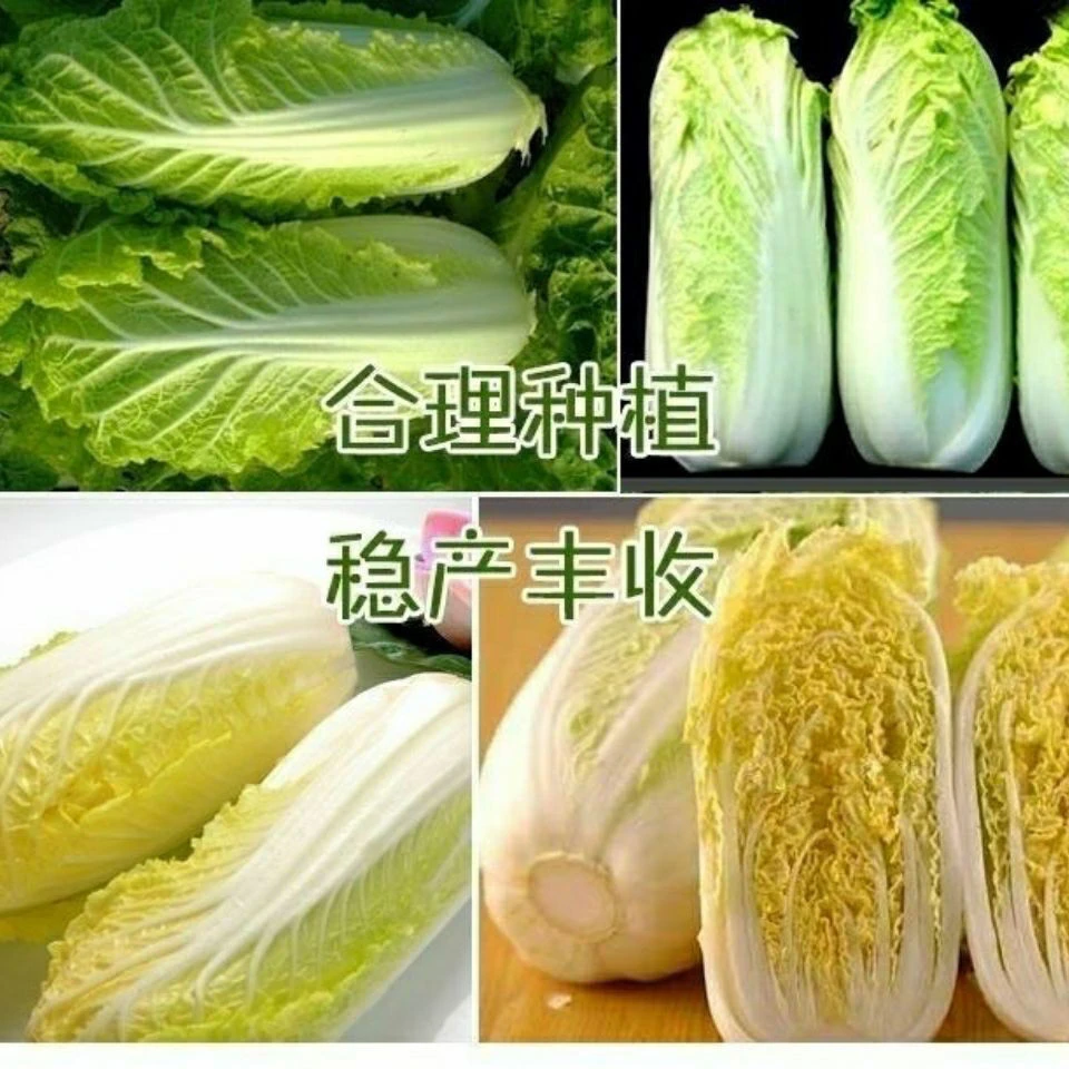 F140金娃娃菜种子四季 蔬菜种子生长快 品质佳菜籽春夏秋四季播种