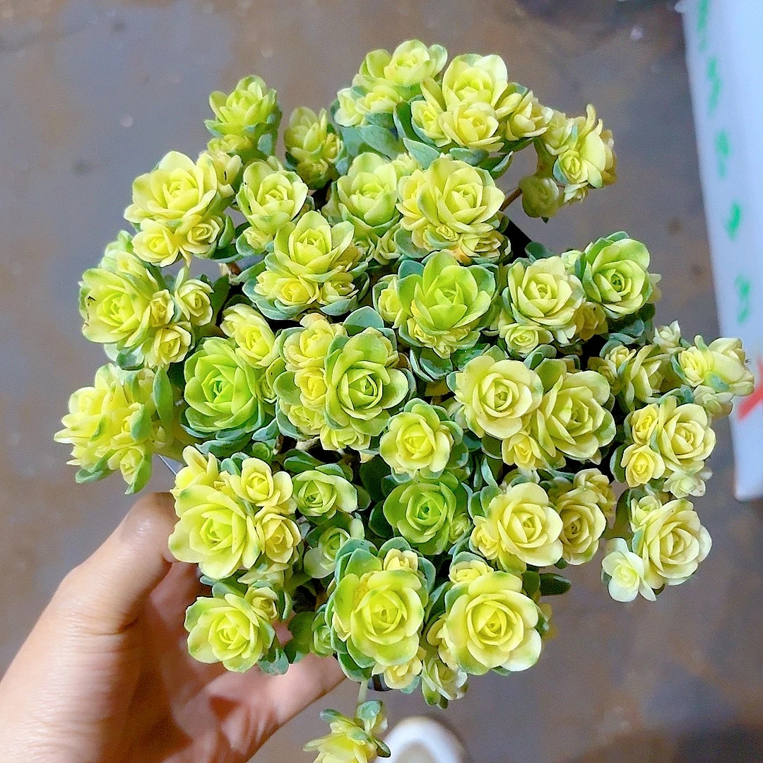 猫眼玫瑰锦 清欢园艺室内阳台办公室好养多肉盆栽新手适用