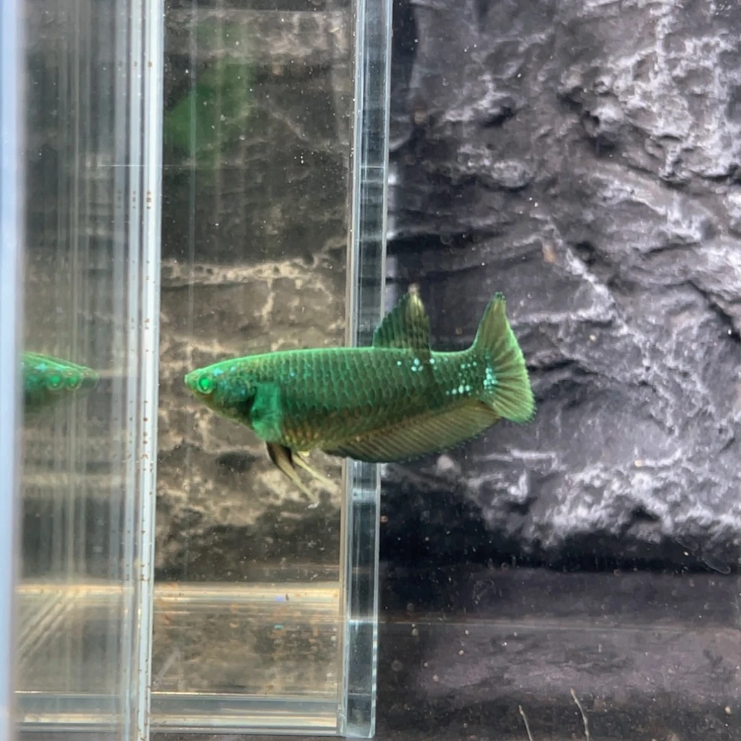 斗鱼绿魔碎星将军母