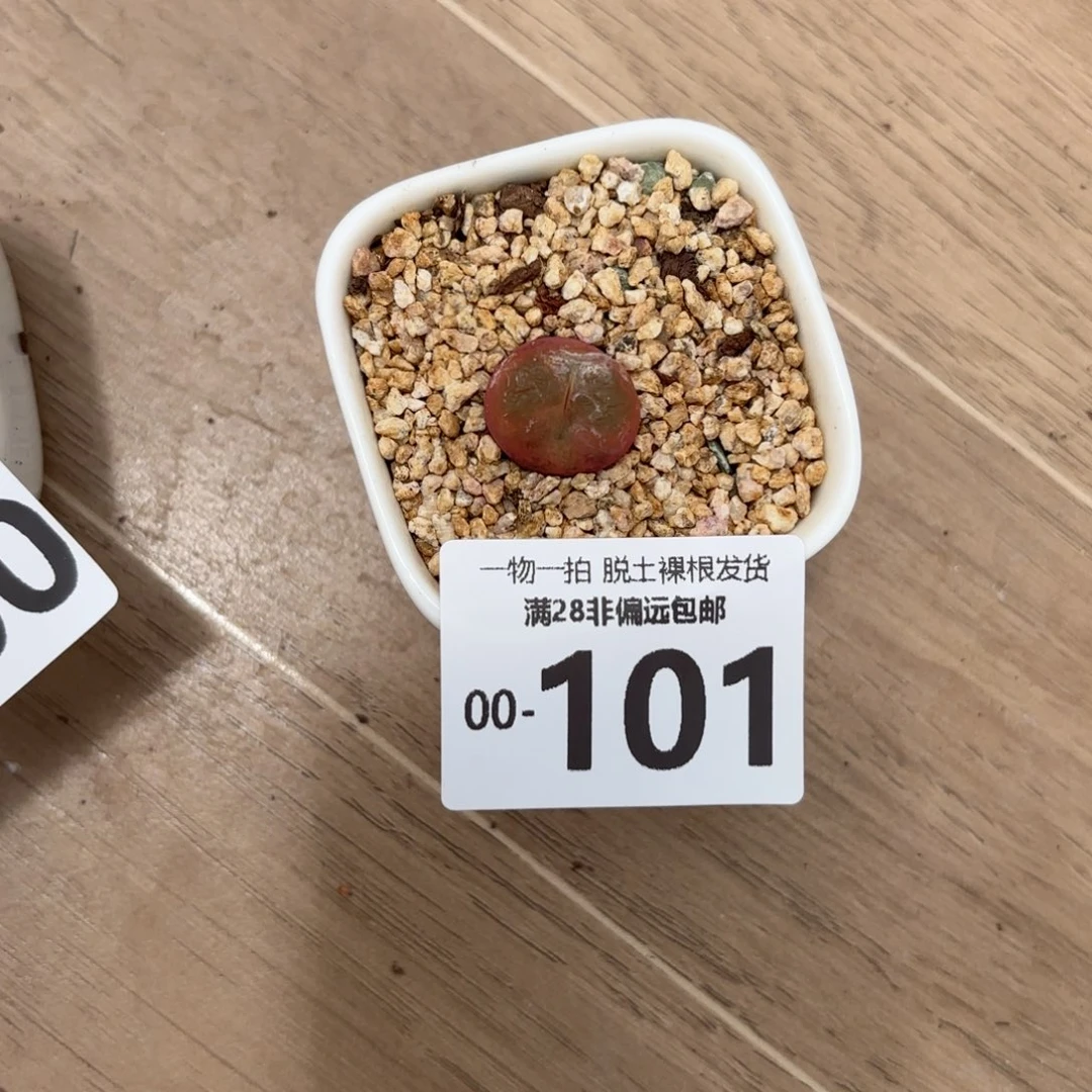 毛汉尼多肉多肉多肉