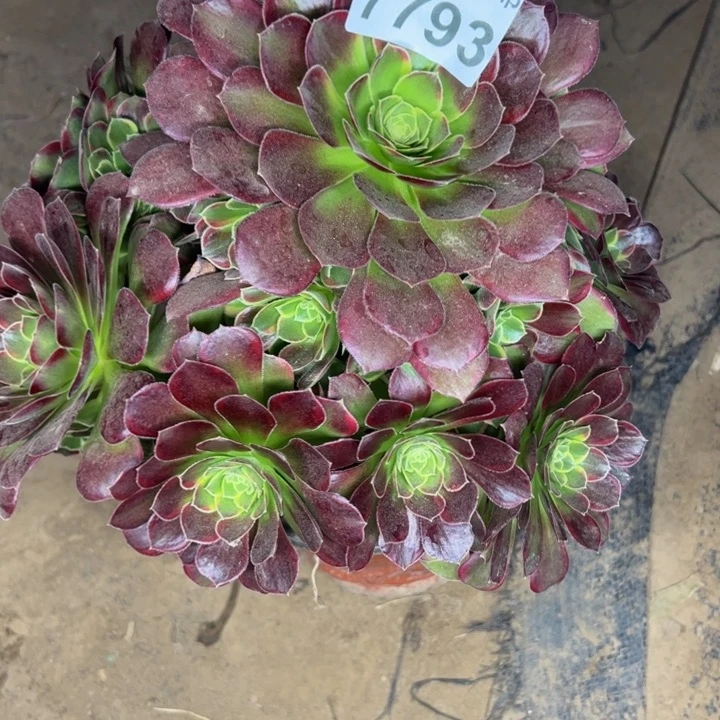 7793玫瑰锦多肉植物