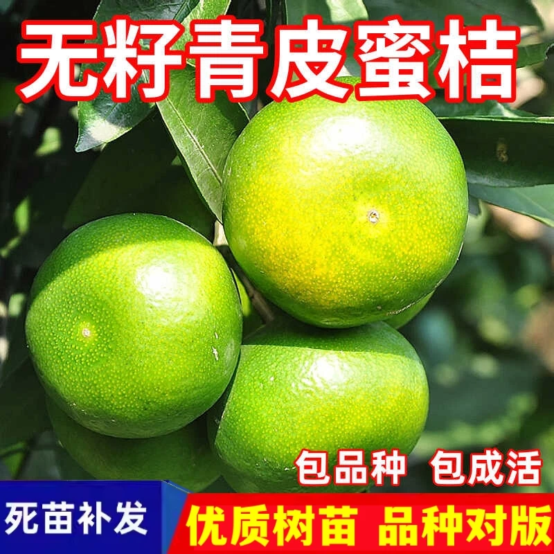 无籽青皮蜜桔苗树南北方地栽盆栽嫁接早熟无核柑橘桔子苗当年结果
