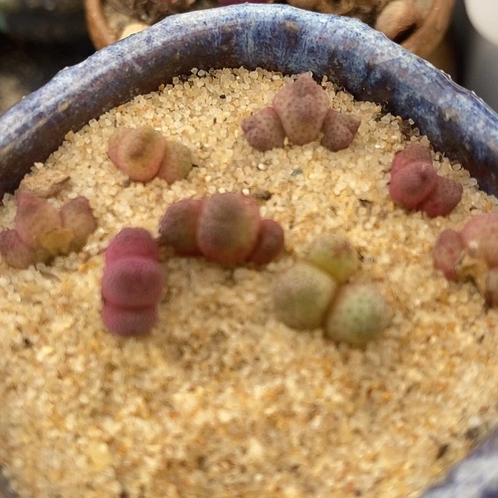 690三头斑马一颗955