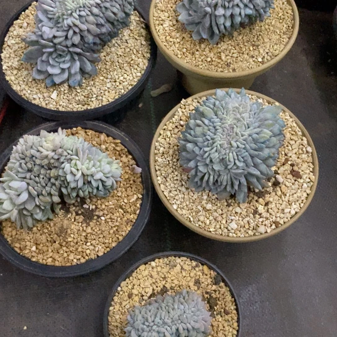 B***n小虎多肉一物一拍星影4