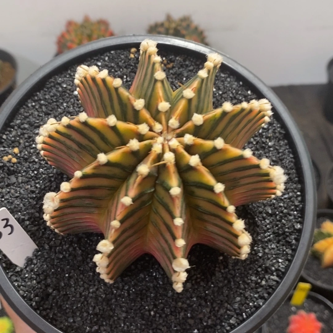 泰系神品肋骨锦—带盆土发货