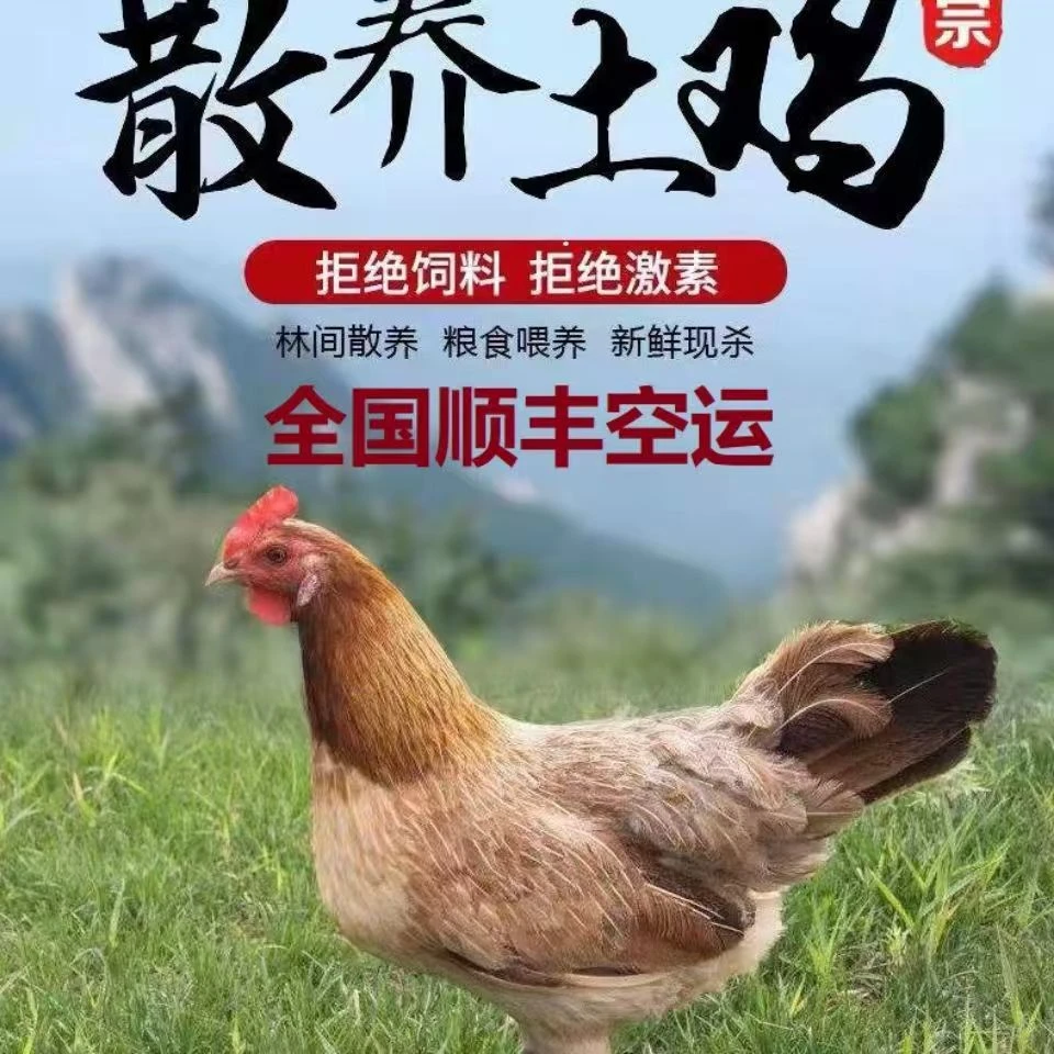 【2年老母鸡】农家散养2-3年黄油老母鸡土鸡粮食鸡笨鸡新鲜顺丰空运