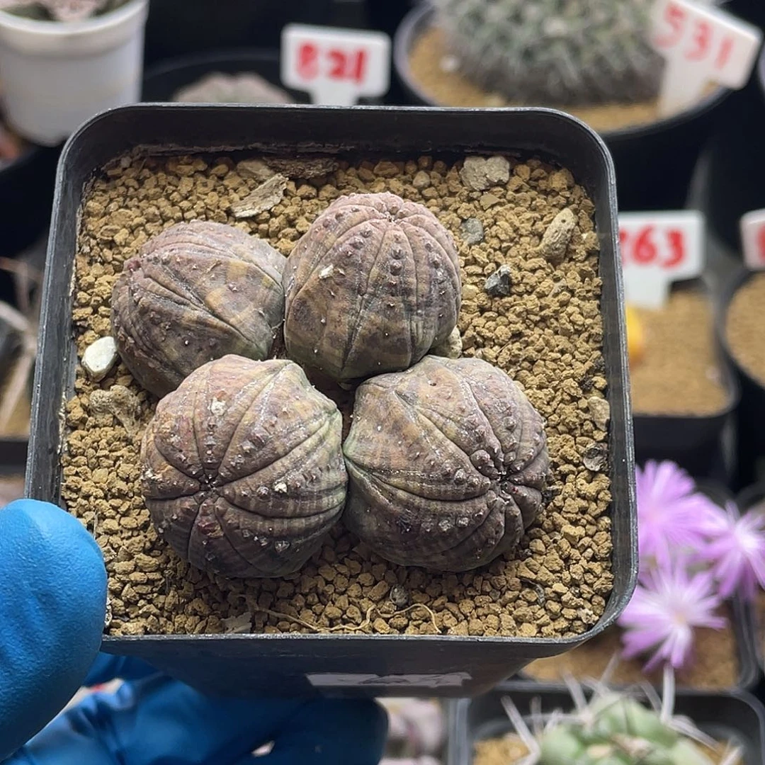 四头欧系布纹球仙人球