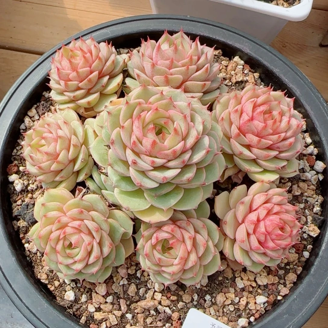 笨吧手捧，3076多肉植物